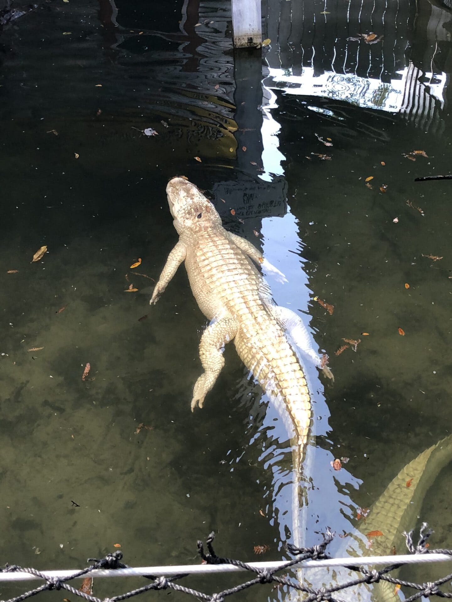 visiting gatorland ziplining in orlando florida