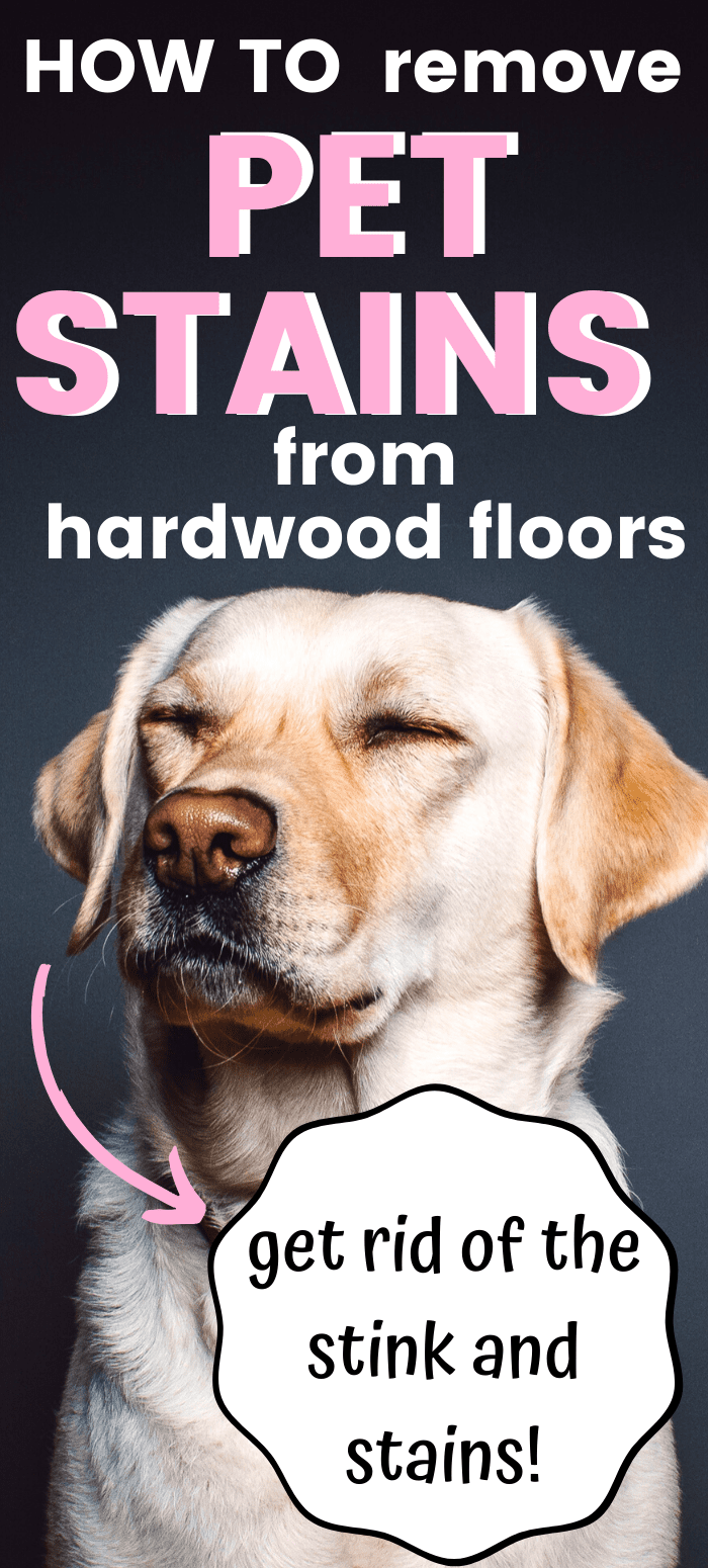 how to remove pet stains from hardwood floors best way to get rid of dog smell