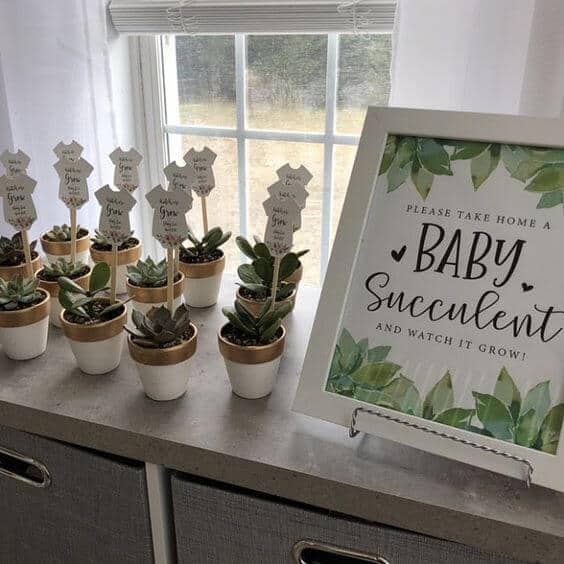 baby succulent shower