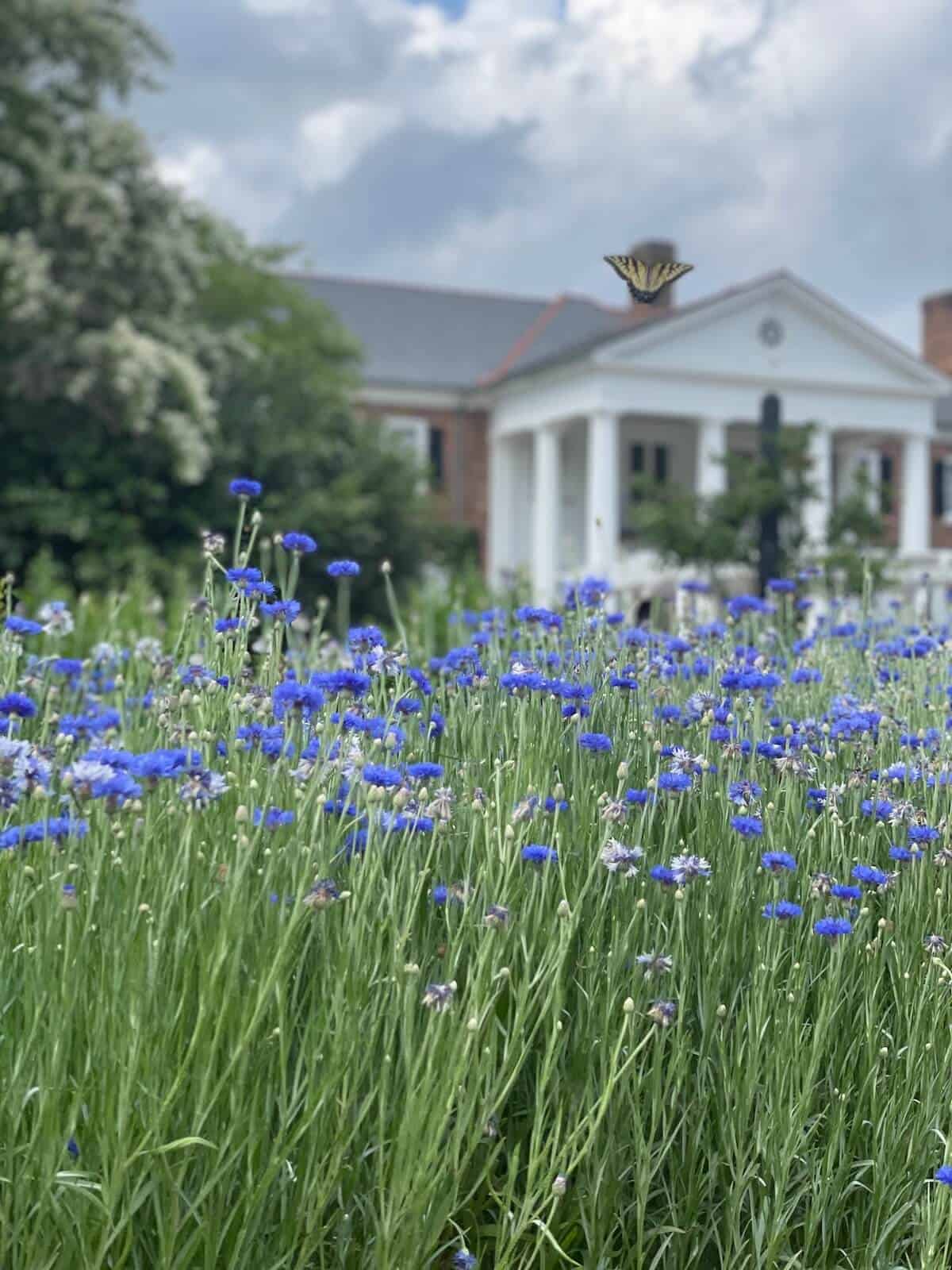 Boone Hall plantation 