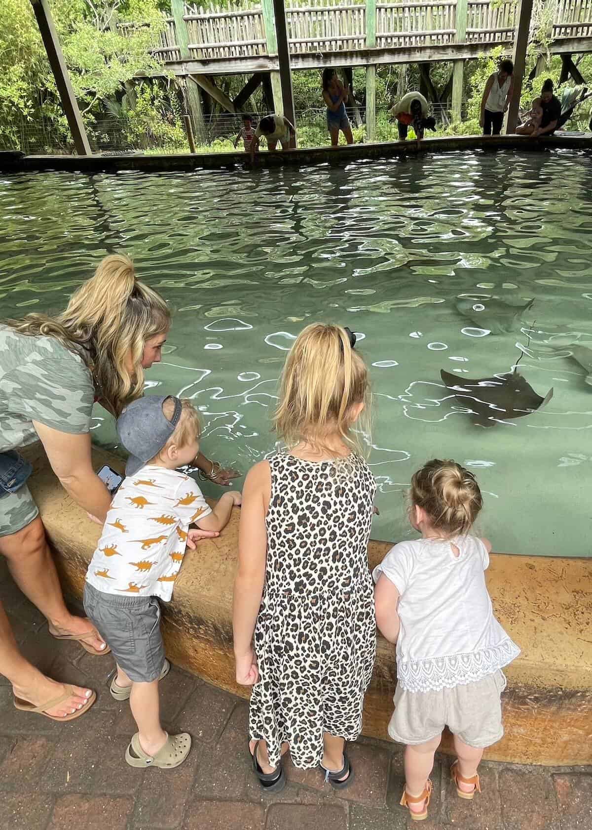 stingray bay at jacksonville zoo and gardens 