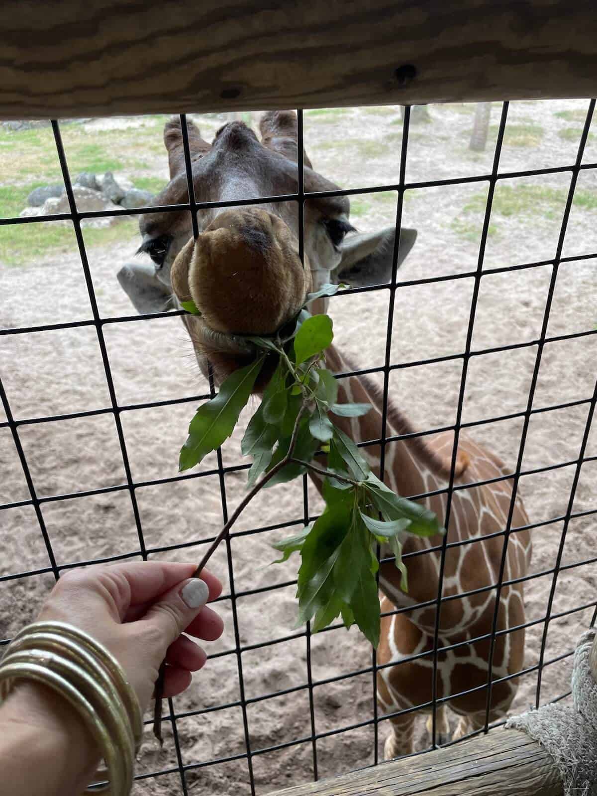 visiting jacksonville zoo and gardens