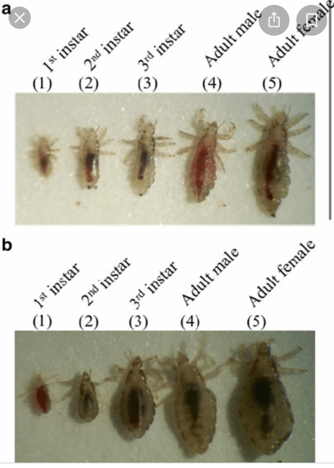 Lice Treatment For Kids How to Clean Your House After Lice